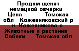 Продам щенят немецкой овчарки › Цена ­ 3 000 - Томская обл., Кожевниковский р-н, Кожевниково с. Животные и растения » Собаки   . Томская обл.